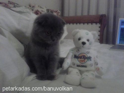 Çakil Dişi Scottish Fold