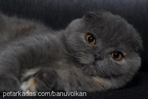 Çakil Dişi Scottish Fold