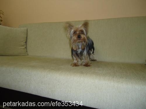 zero Erkek Yorkshire Terrier