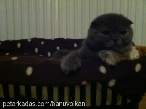 Çakil Dişi Scottish Fold