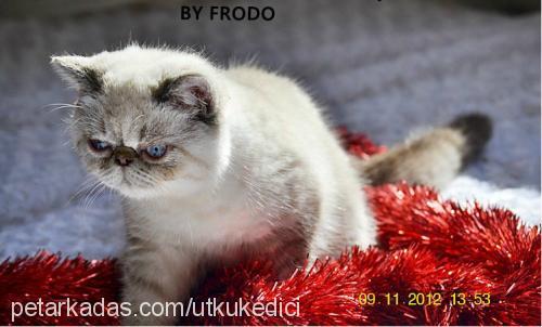 frodo Erkek Exotic Shorthair