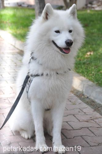 ice Erkek Samoyed