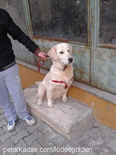 lodos Erkek Golden Retriever