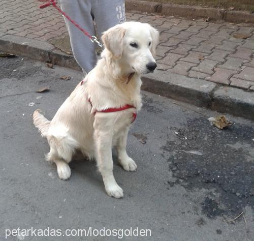 lodos Erkek Golden Retriever