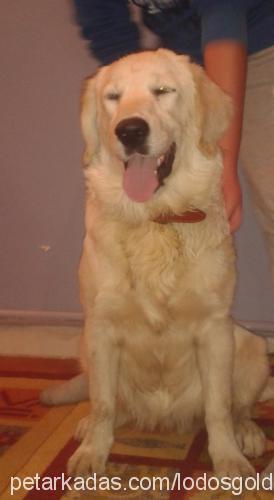 lodos Erkek Golden Retriever