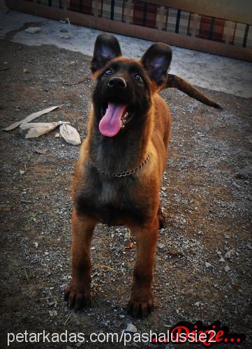 dixie Erkek Belçika Malinois