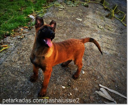 dixie Erkek Belçika Malinois