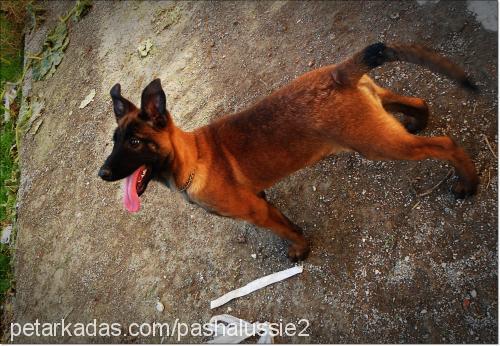 dixie Erkek Belçika Malinois