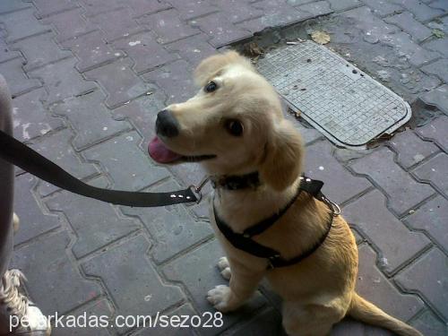 alex Dişi Golden Retriever