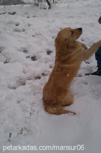 asya Dişi Golden Retriever