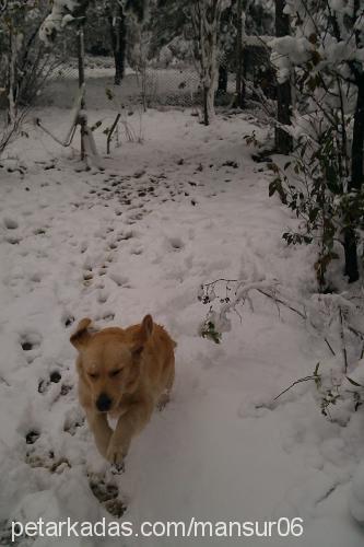 asya Dişi Golden Retriever