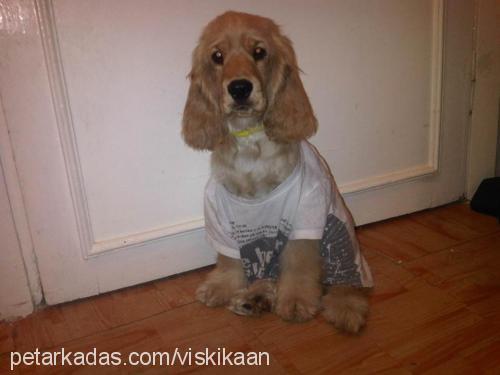 whiskey Erkek İngiliz Cocker Spaniel