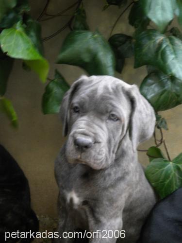 dante Erkek Cane Corso Italiano