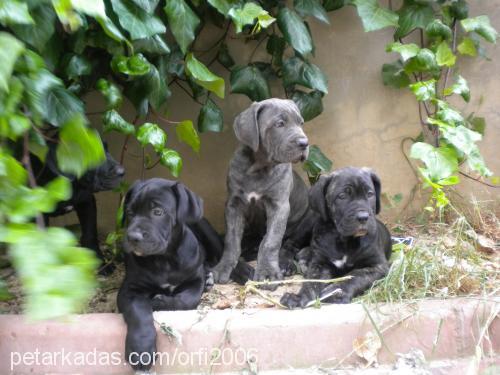 dante Erkek Cane Corso Italiano