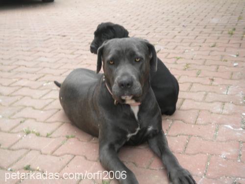 dante Erkek Cane Corso Italiano