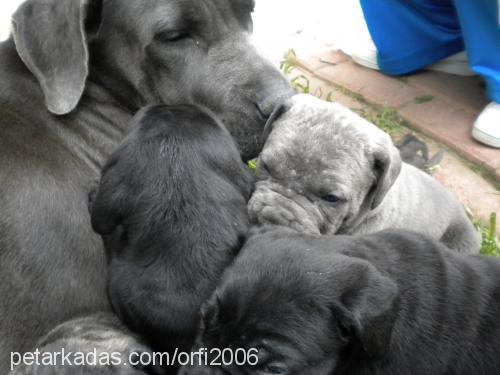 dante Erkek Cane Corso Italiano