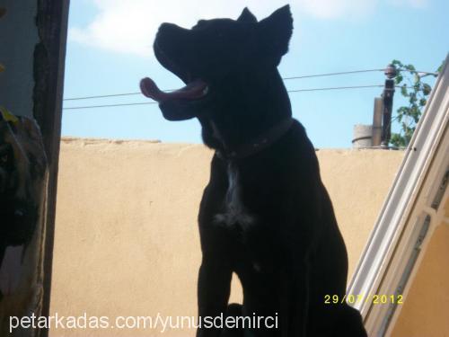 zeyna Dişi Cane Corso Italiano