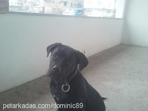 maya Dişi Cane Corso Italiano