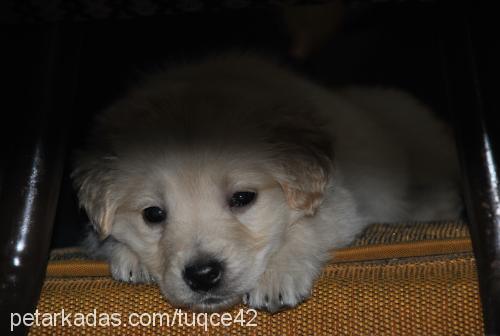 maya Dişi Golden Retriever