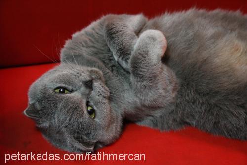 gayda Dişi Scottish Fold