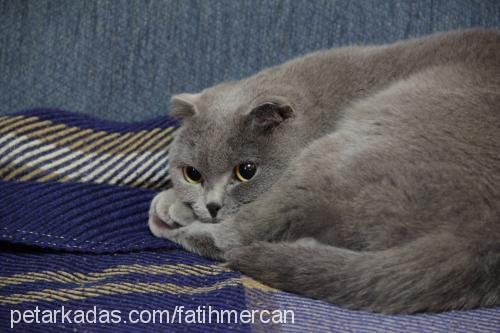 gayda Dişi Scottish Fold