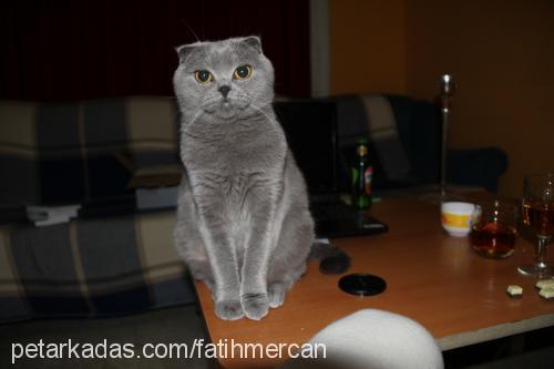 gayda Dişi Scottish Fold