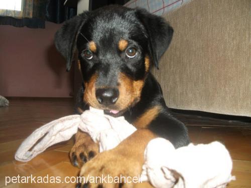 viski Dişi Rottweiler