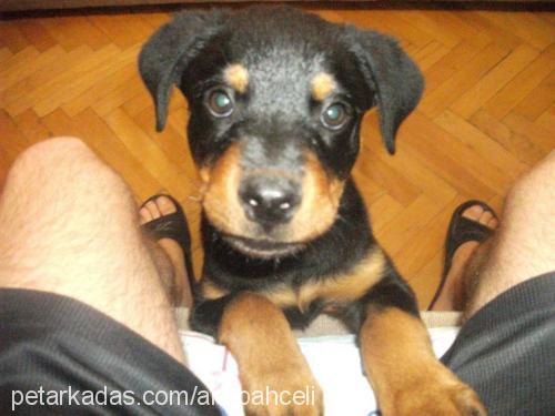 viski Dişi Rottweiler