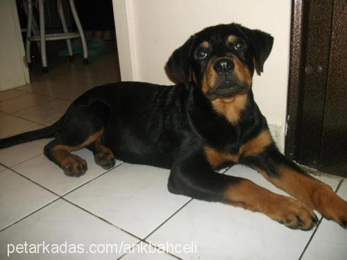 viski Dişi Rottweiler