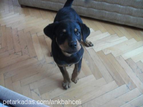 viski Dişi Rottweiler