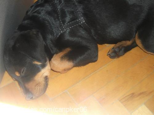 viski Dişi Rottweiler