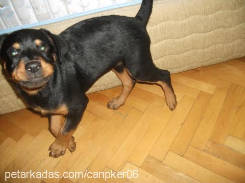 viski Dişi Rottweiler