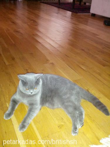 maya Dişi British Shorthair