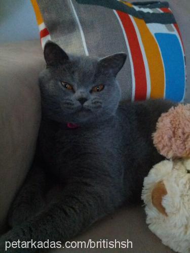 maya Dişi British Shorthair