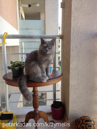 kitty Dişi British Shorthair