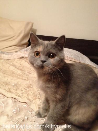 kitty Dişi British Shorthair