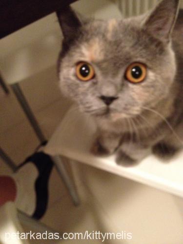 kitty Dişi British Shorthair