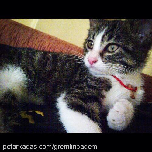 badem Erkek American Wirehair