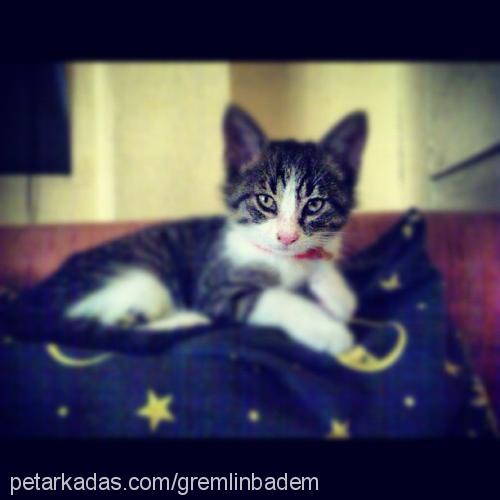 badem Erkek American Wirehair