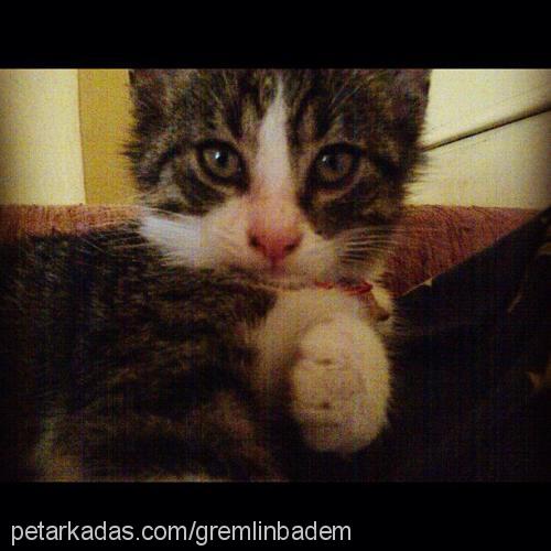 badem Erkek American Wirehair