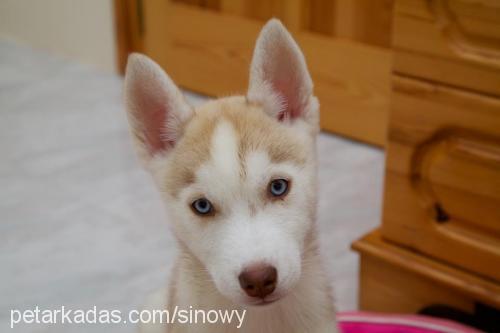 ayaz Erkek Sibirya Kurdu (Husky)