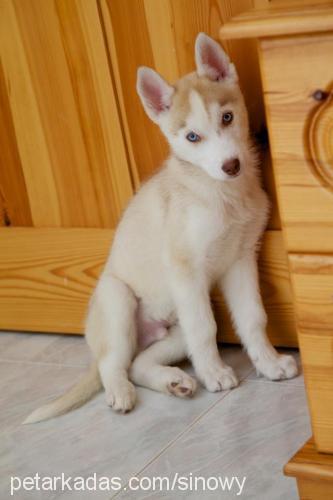 ayaz Erkek Sibirya Kurdu (Husky)