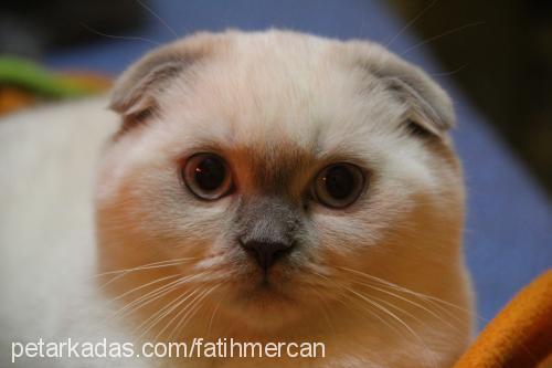 chivas Dişi Scottish Fold