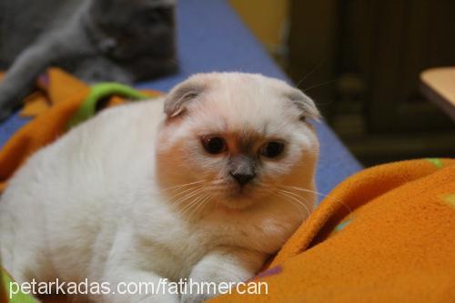 chivas Dişi Scottish Fold