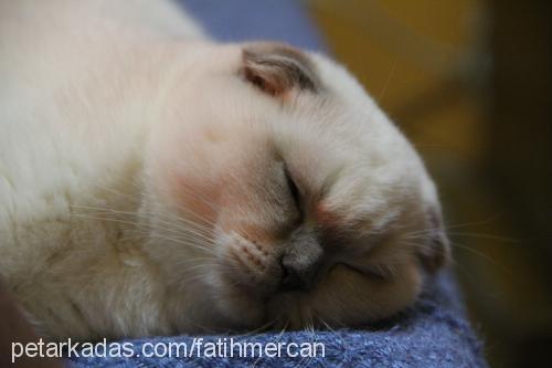 chivas Dişi Scottish Fold