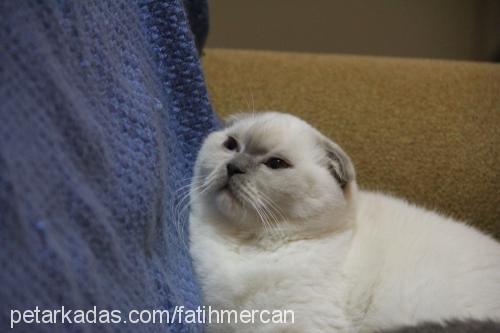 chivas Dişi Scottish Fold