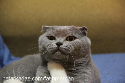 gayda Dişi Scottish Fold