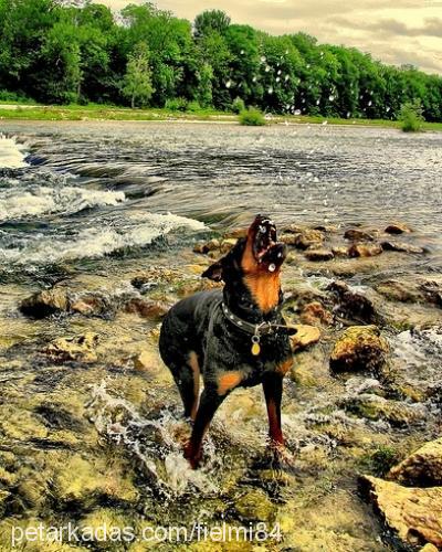 asi Dişi Rottweiler