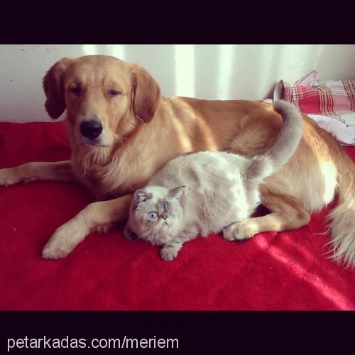 bade Dişi Exotic Shorthair