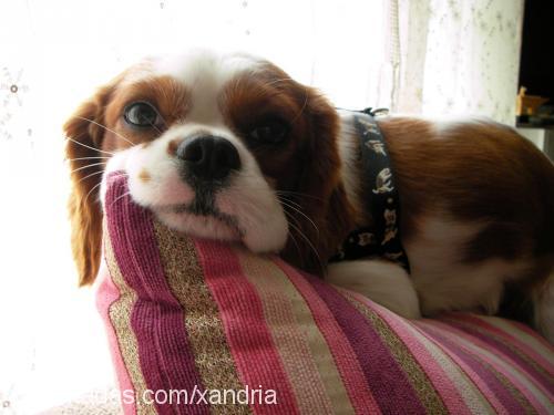 tarçın Erkek King Charles Spaniel